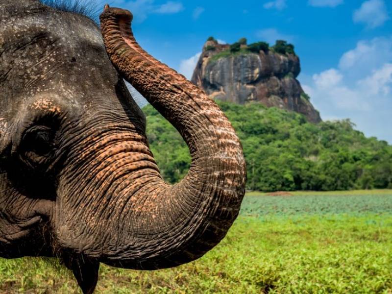 Wycieczki turystyczne na zieloną Sri Lankę